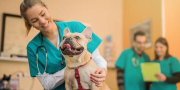 Seguros para mascotas: cómo funcionan y qué cubren