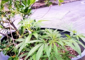 En un macetón de Nueva Córdoba, se toparon con una planta de cannabis