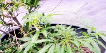 En un macetón de Nueva Córdoba, se toparon con una planta de cannabis