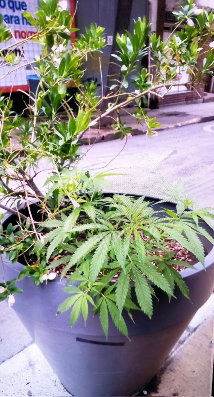 En un macetón de Nueva Córdoba, se toparon con una planta de cannabis