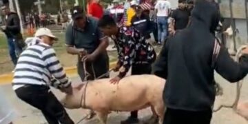 Jesús María: volcó un camión que llevaba 200 cerdos y los vecinos se los robaron