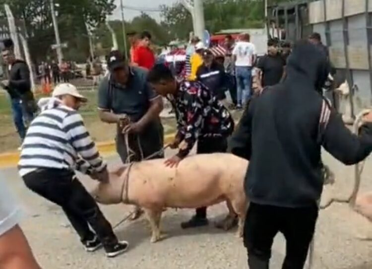 Jesús María: volcó un camión que llevaba 200 cerdos y los vecinos se los robaron