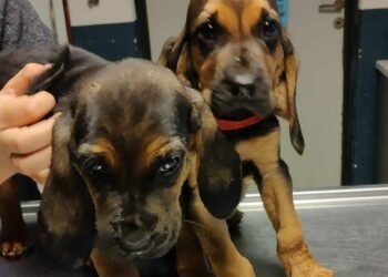 Nuevos integrantes caninos refuerzan la división de canes de la Policía