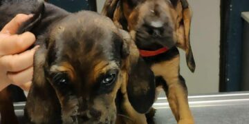 Nuevos integrantes caninos refuerzan la división de canes de la Policía