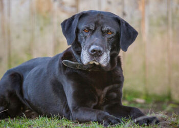 Hábitos y consejos para aumentar la esperanza de vida de un perro