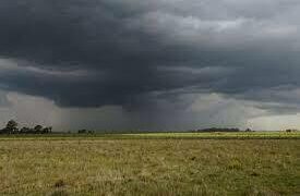 Tras una larga sequía, las abundantes lluvias traen alivio a los productores del agro