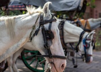 Una ONG protectora de animales será querellante en una causa de maltrato a un caballo