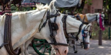 Una ONG protectora de animales será querellante en una causa de maltrato a un caballo