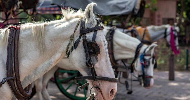 Una ONG protectora de animales será querellante en una causa de maltrato a un caballo