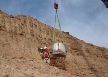 Descubren una nueva especie de gliptodonte que habitó en Argentina hace dos millones de años