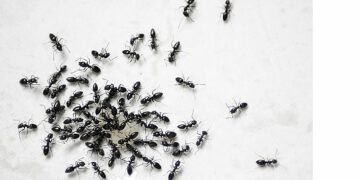 Córdoba, el ballottage y el hormiguero pateado