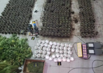 Dos traficantes arrestados en Nueva Córdoba: les encontraron un invernadero con 800 plantas de marihuana