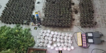 Dos traficantes arrestados en Nueva Córdoba: les encontraron un invernadero con 800 plantas de marihuana