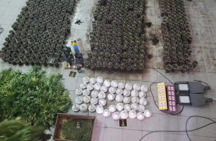 Dos traficantes arrestados en Nueva Córdoba: les encontraron un invernadero con 800 plantas de marihuana