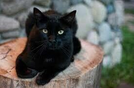 ¿Por qué dicen que los gatos negros corren peligro en Halloween?