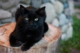 ¿Por qué dicen que los gatos negros corren peligro en Halloween?
