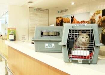 Un nuevo trámite virtual permite viajar con mascotas al exterior