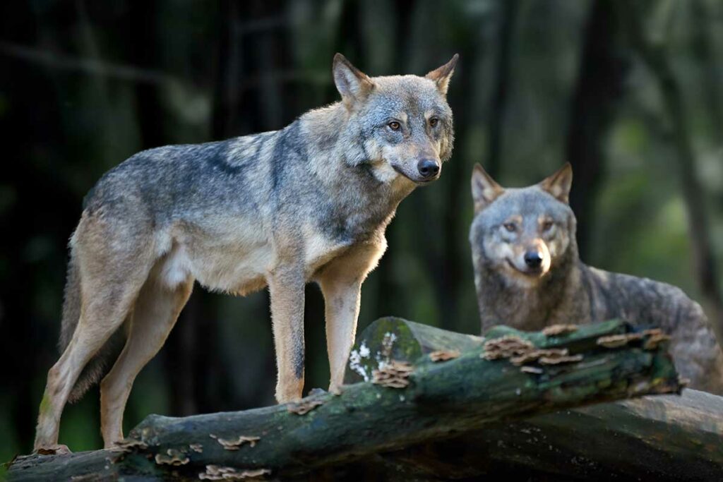 ¿Qué lobo alimentas dentro de ti?