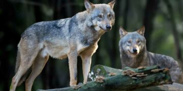 ¿Qué lobo alimentas dentro de ti?