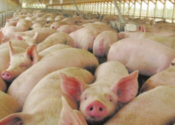 Sube a 59 la cifra de nuevos casos de triquinosis detectados en Marcos Juárez