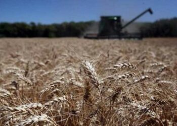 Por la sequía, el trigo de Córdoba producirá la peor campaña en 14 años