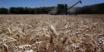 Por la sequía, el trigo de Córdoba producirá la peor campaña en 14 años