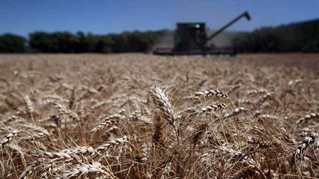 Por la sequía, el trigo de Córdoba producirá la peor campaña en 14 años