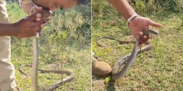Le hizo respiración boca a boca a una serpiente intoxicada con pesticidas y salvó su vida