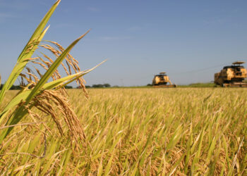Exceptúan a 20 cadenas de economías regionales del aumento de retenciones