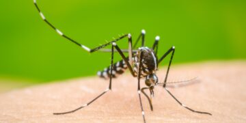 El dengue llegó para quedarse