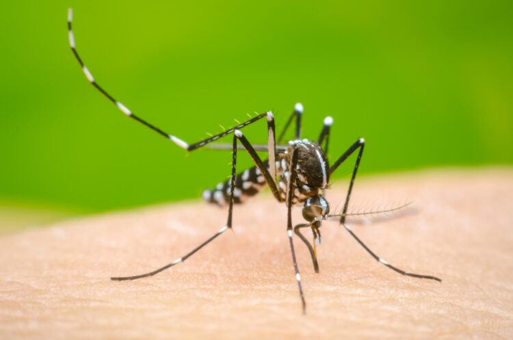 El dengue llegó para quedarse