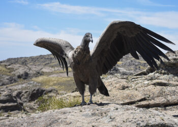 Nació el segundo cóndor en cautiverio en Córdoba: los desafíos para su cuidado