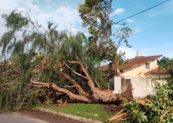 El fuerte temporal en el sur de Córdoba dejó árboles y postes caídos, voladuras de techos y cortes de luz