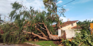 El fuerte temporal en el sur de Córdoba dejó árboles y postes caídos, voladuras de techos y cortes de luz