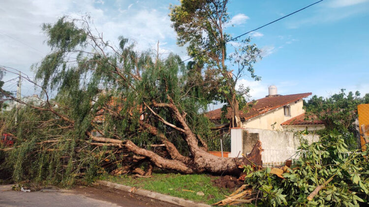 El fuerte temporal en el sur de Córdoba dejó árboles y postes caídos, voladuras de techos y cortes de luz