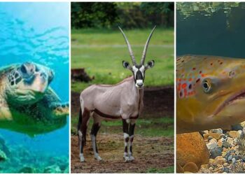 La lista de las especies amenazadas por el cambio climático que se presentó en la COP28