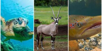 La lista de las especies amenazadas por el cambio climático que se presentó en la COP28