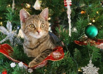 Cómo evitar que los gatos jueguen con el árbol de Navidad