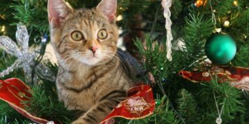 Cómo evitar que los gatos jueguen con el árbol de Navidad