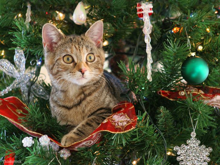 Cómo evitar que los gatos jueguen con el árbol de Navidad