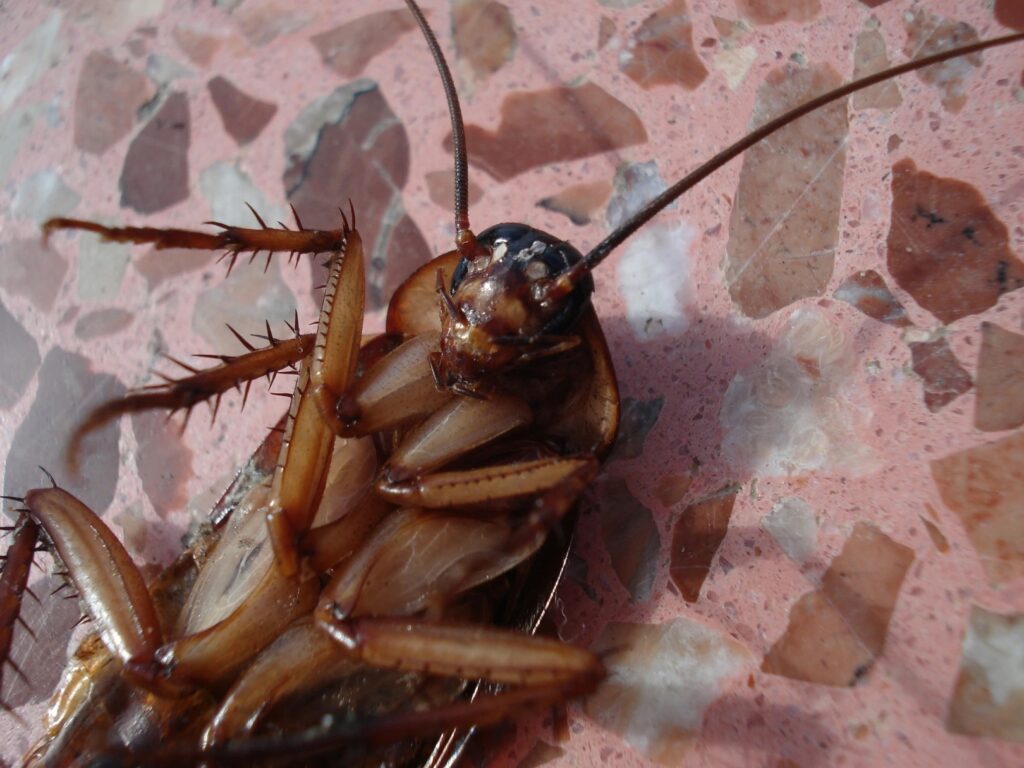 Hizo explotar su casa mientras intentaba matar a una cucaracha