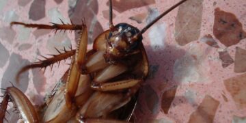 Hizo explotar su casa mientras intentaba matar a una cucaracha