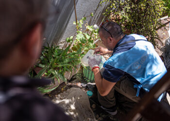 El lunes comienza un nuevo monitoreo aédico