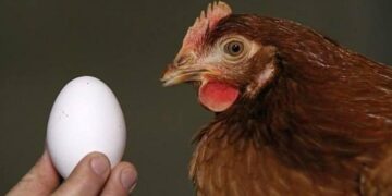 ¿Qué fue primero, el huevo o la gallina? La Física cuántica devela el misterio