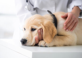 Desarrollan una herramienta para vigilar la evolución de un virus muy común en las mascotas