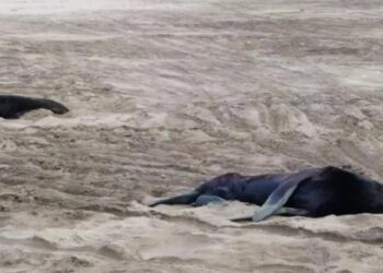 Murieron más de 600 lobos marinos en Mar del Plata y Quequén en 2023 por gripe aviar