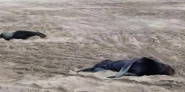 Murieron más de 600 lobos marinos en Mar del Plata y Quequén en 2023 por gripe aviar