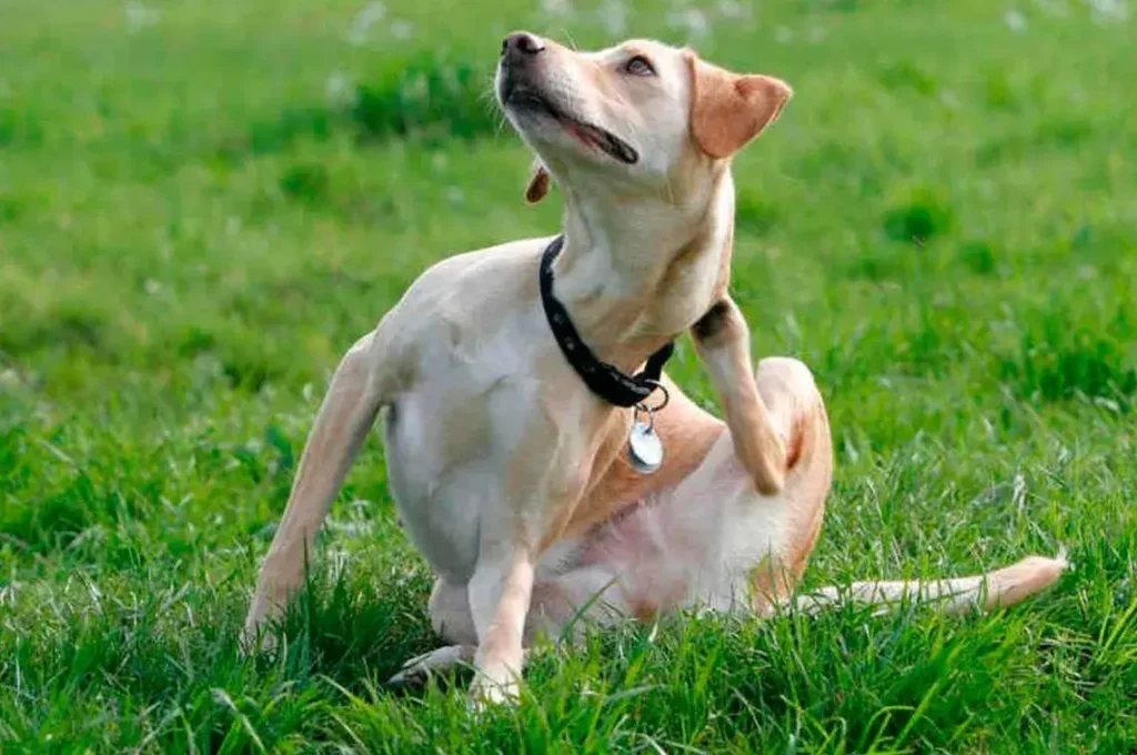 Llega el calor y con él las pulgas y garrapatas: cuidados a tener en cuenta para las mascotas