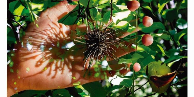 Vejez: la contemplación como atributo