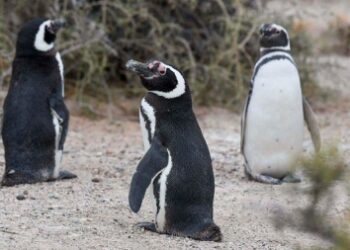 El cambio climático, la contaminación y la pesca están poniendo en peligro a los pingüinos de Argentina